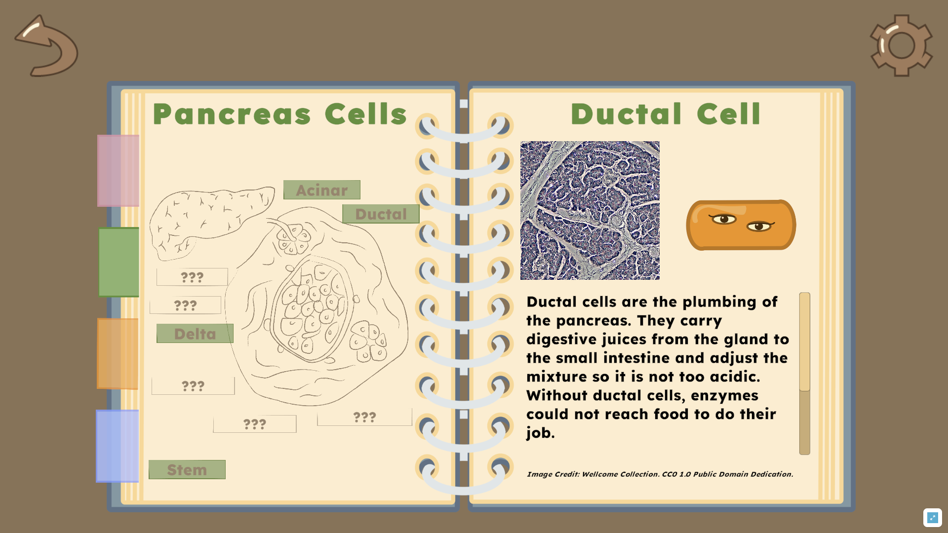 In-game screenshot of Ductal Cell journal entry